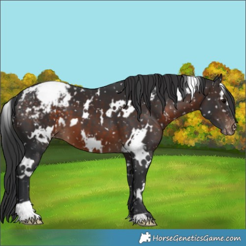 Horse Color:White Spotted Brown Snowcap