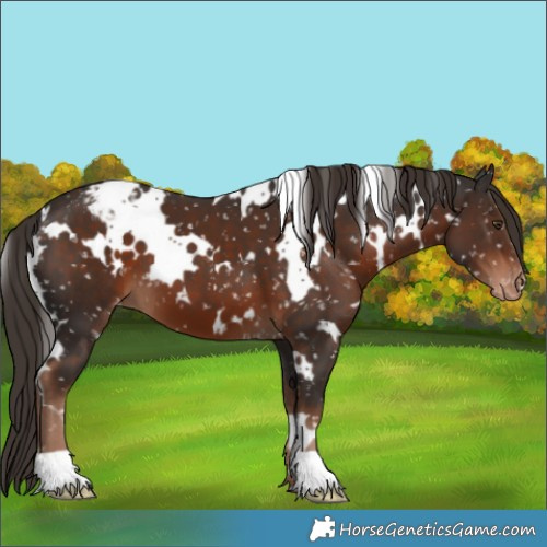 Horse Color:White Spotted Liver Chestnut Snowflake Varnish