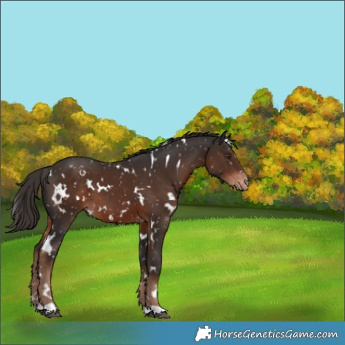 Horse Color:White Spotted Liver Chestnut Appaloosa 