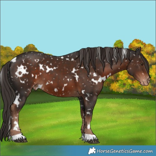 Horse Color:White Spotted Liver Chestnut Snowflake Varnish
