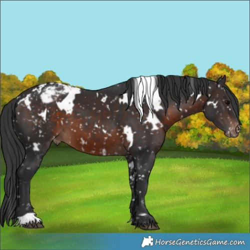 Horse Color:White Spotted Brown Snowflake Varnish