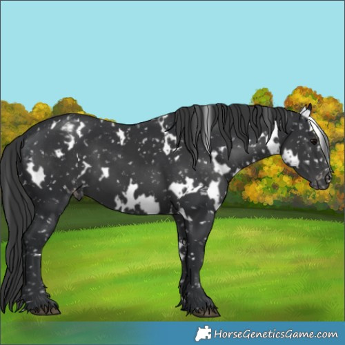 Horse Color:White Spotted Black Snowflake Varnish