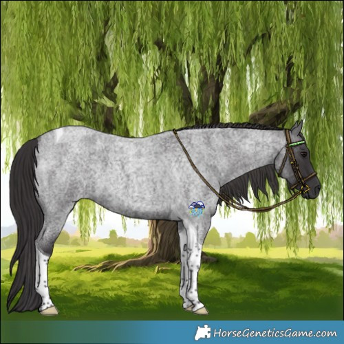 Horse Color:Smoky Blue Roan Tobiano