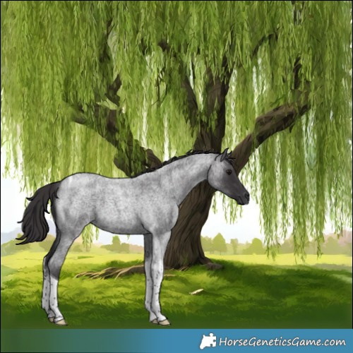 Horse Color:Smoky Blue Roan Tobiano 