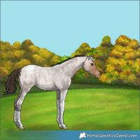 Horse Color:Bay Ice Roan Tobiano Varnish Rabicano