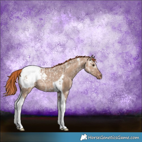 Horse Color:Red Dun Ice Tobiano Appaloosa Rabicano 