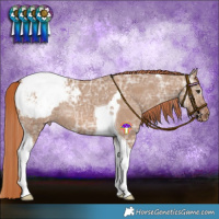Horse Color:Red Dun Ice Tobiano Varnish Rabicano