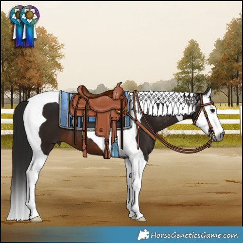Horse Color:Gray Brown Splash Tobiano 