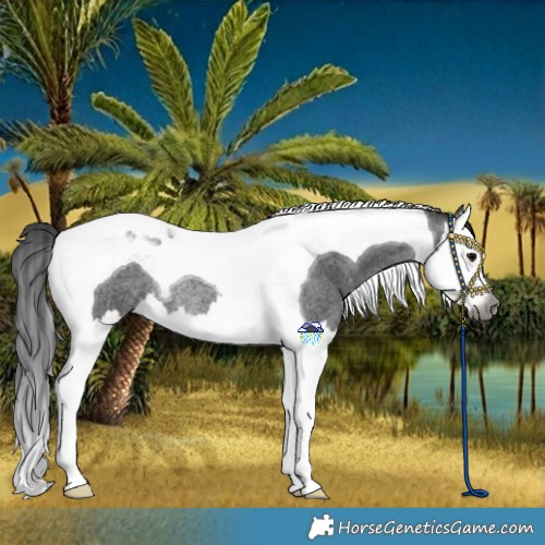 Horse Color:Gray Blue Roan Splash Tobiano Rabicano 
