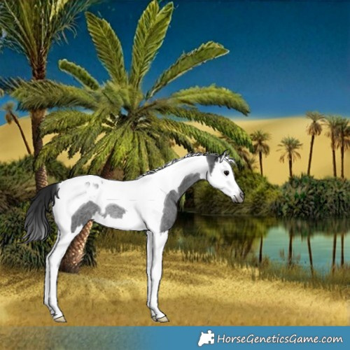 Horse Color:Gray Blue Roan Splash Tobiano Rabicano 