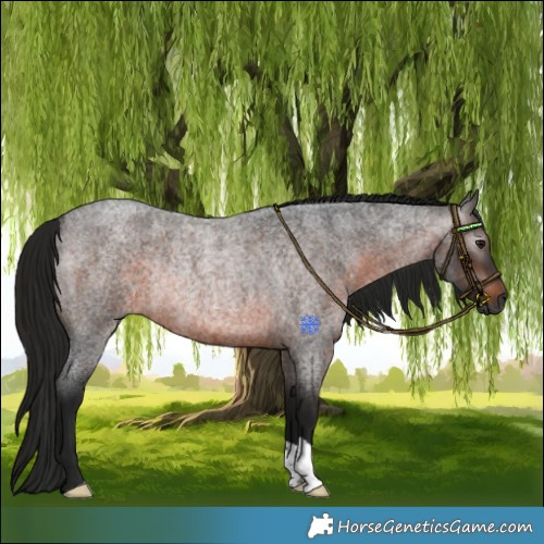 Horse Color:Gray Brown Roan Rabicano 