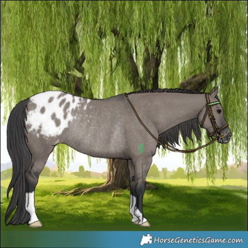 Horse Color:Grullo Varnish Rabicano 