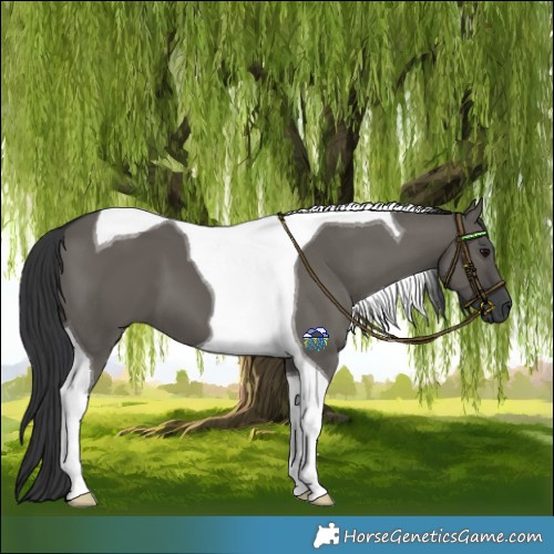 Horse Color:Grullo Tobiano