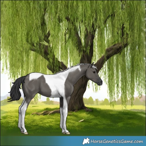 Horse Color:Grullo Tobiano 