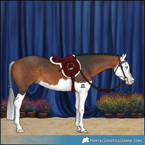 Horse Color:Bay Splash 