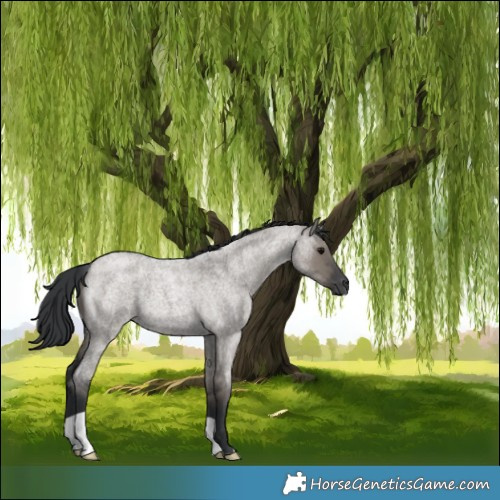 Horse Color:Grullo Roan 