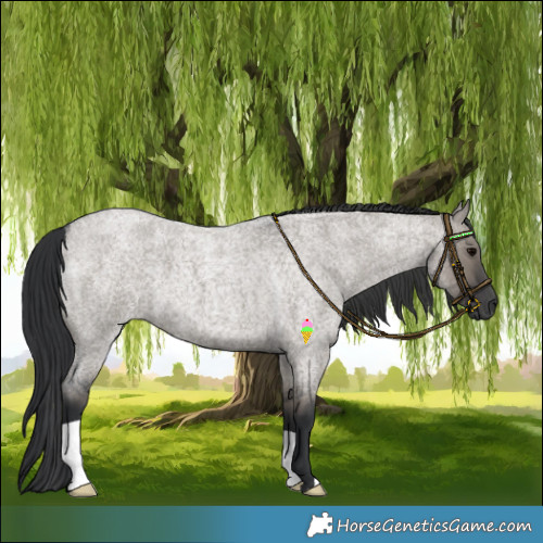 Horse Color:Grullo Roan
