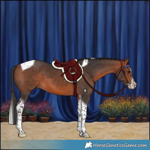 Horse Color:Bay Splash Tobiano 