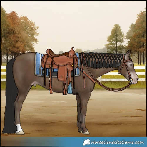 Horse Color:Gray Classic Champagne 