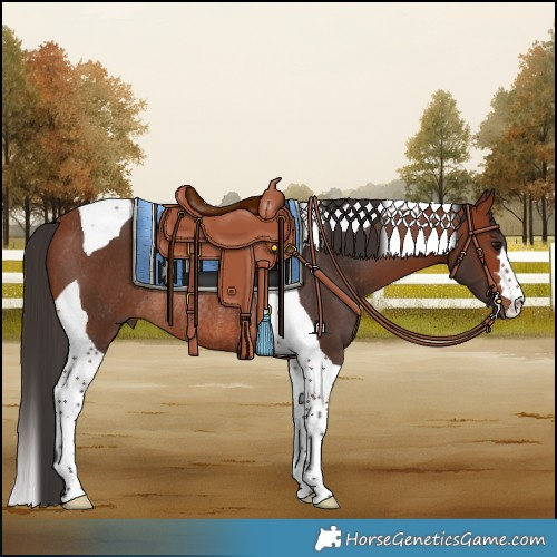 Horse Color:Bay Tobiano Rabicano 