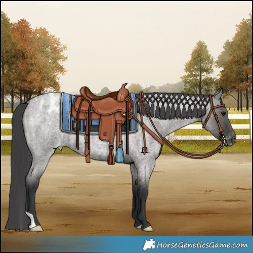 Horse Color:Grullo Roan Appaloosa