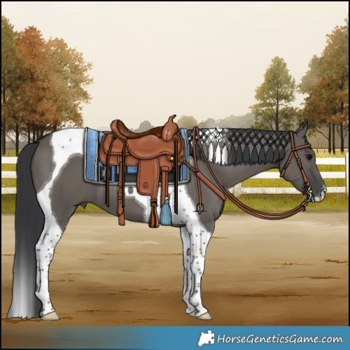 Horse Color:Grullo Tobiano 