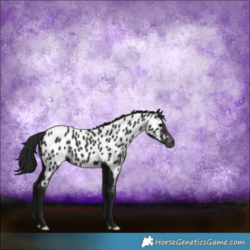 Horse Color:Gray Black Appaloosa 