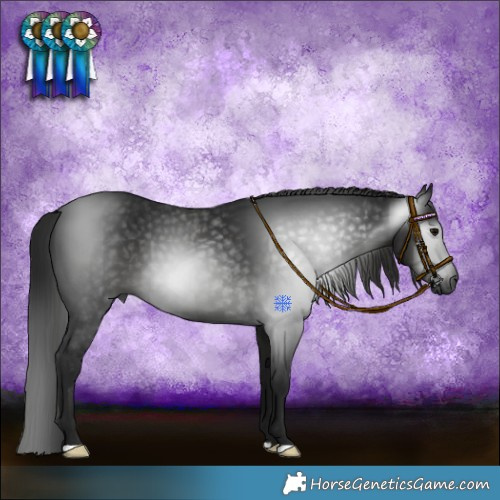 Horse Color:Gray Black 