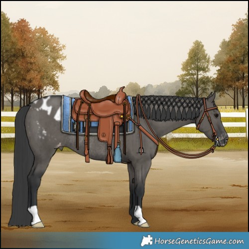 Horse Color:Grullo Varnish Rabicano Brindle 