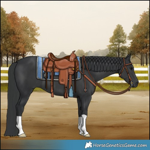 Horse Color:Black 