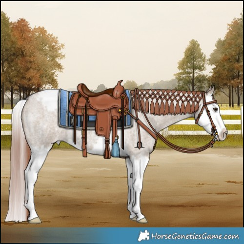 Horse Color:Liver Red Dun Roan Splash Varnish