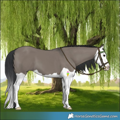 Horse Color:Grullo Splash 