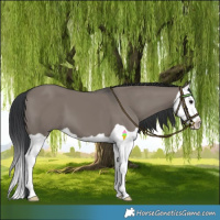 Horse Color:Grullo Splash 