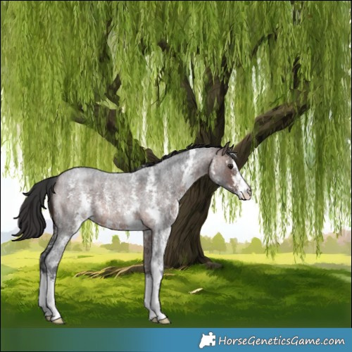 Horse Color:Brown Roan Sabino