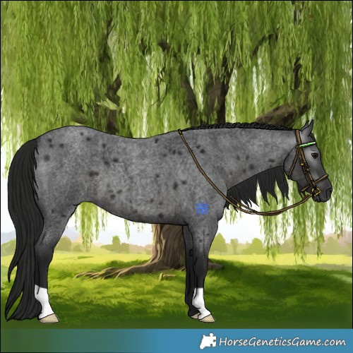 Horse Color:Gray Blue Roan
