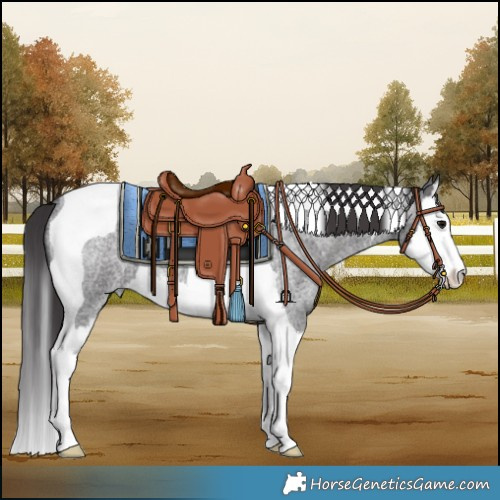 Horse Color:Smoky Blue Roan Splash Tobiano