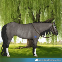 Horse Color:Gray Grullo Rabicano 