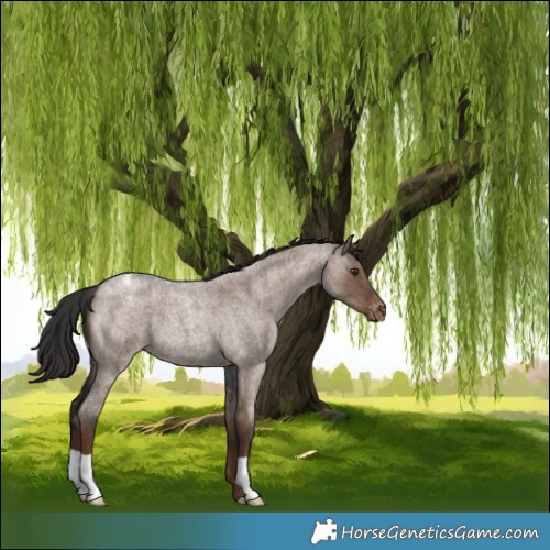 Horse Color:Liver Red Dun Roan Appaloosa Brindle 