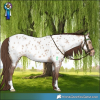 Horse Color:Sable Champagne Dun Near Leopard