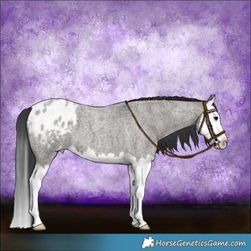 Horse Color:Grullo Roan Splash Varnish Brindle 