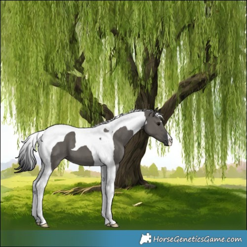 Horse Color:Grullo Tobiano 