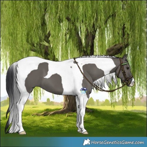 Horse Color:Grullo Tobiano