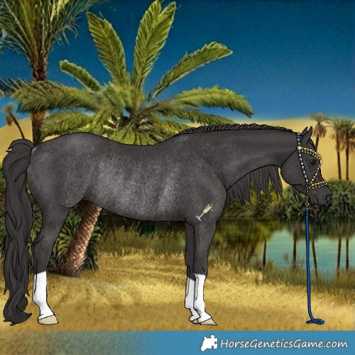 Horse Color:Smoky Black Rabicano 