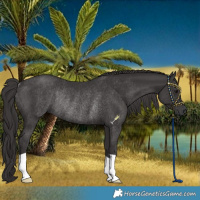Horse Color:Smoky Black Rabicano