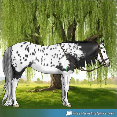 Horse Color:Gray Black Splash Blanket Rabicano 