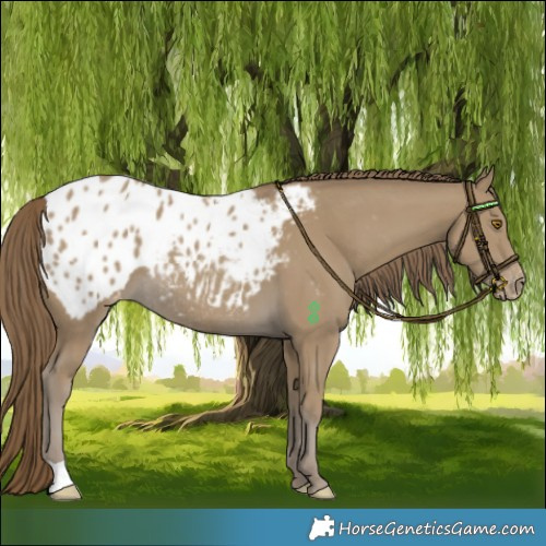 Horse Color:Classic Cream Champagne Blanket Rabicano 