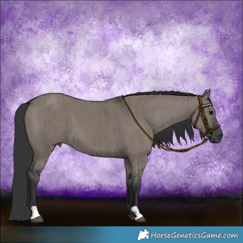 Horse Color:Grullo Brindle 
