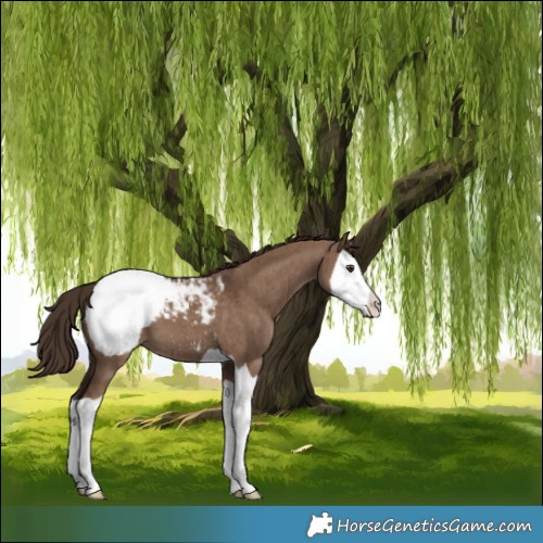 Horse Color:Liver Red Dun Splash Appaloosa Brindle 