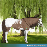 Horse Color:Liver Red Dun Splash Varnish Brindle 