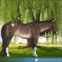 Horse Color:Brown Varnish Rabicano 